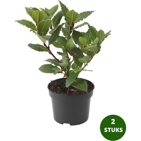 Laurier noble (Laurus nobilis) - 2 plants - Arôme classique en cuisine - Pot de 10,5 cm (1/5)