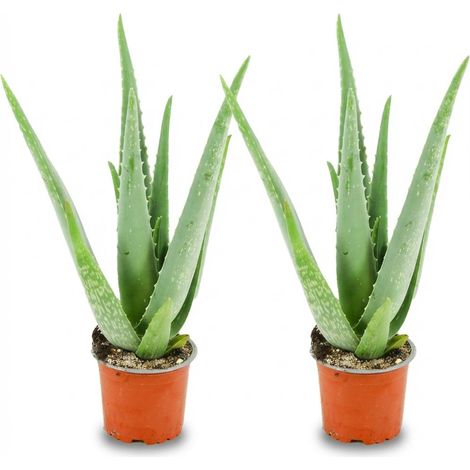 Lot de 2 Plantes Aloé Vera Succulentes d'Intérieur Faciles d'Entretien Pot Ø 10,5 cm H 35-40 cm - PANGIVO (1/4)