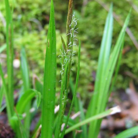 4 x Laîche des bois - Carex sylvatica  - godet 9x9 cm (1/4)