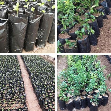 100pcs Sacs de Pépinière en Plastique épaissi pour Plantes Sacs de Plantation de Semis de Fruits Et de Fleurs, Sacs de Culture de Plantes en Jardin avec Trous Respirants,812cm (1/3)