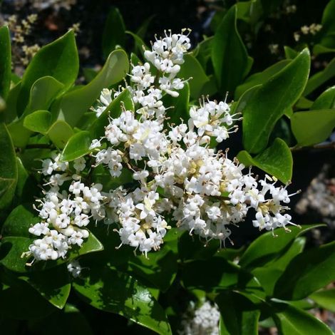 LIGUSTRUM TEXANUM CESP.50 (1/2)