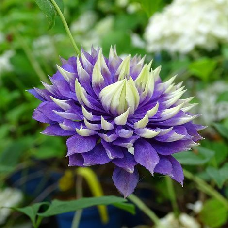 Clematis Florida Taiga in vaso da 16cm