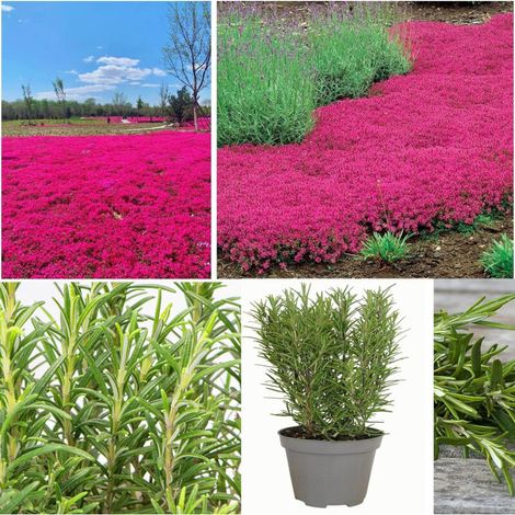 Rosa Thymian + Rosmarin – 10000+1000 – Trockenheitsresistent (1/5)