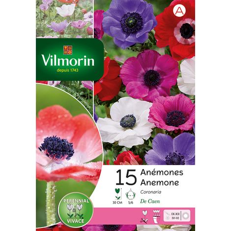 Vilmorin Anémone De Caen En Mélange (x15) (1/2)