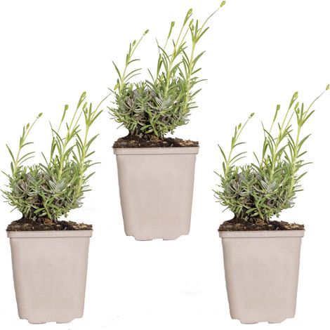 Bloomique - Lot de 3 - Lavandula Angustifolia 'Hidcote' – Lavande vraie – Plantes de lavande – Rustique – Hauteur 10-20 cm – Pot 9x9 cm