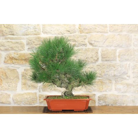 Pre bonsai di Pino Nero Thunbergii (2) (1/2)