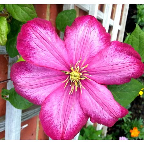 Gardenaria Clematis 'Ville De Lyon' - Pianta rampicante ornamentale da esterno - Altezza: 100/125 cm (vaso19) (1/3)