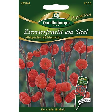 Quedlinburger Ziereierfrucht am Stiel - Blumensamen
