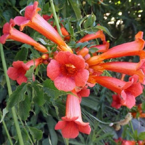 Trompette de virginie 'Madame Galen' - 50-60 cm pot