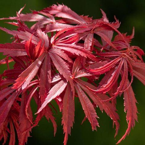 Acero rosso giapponese "Acer palmatum Jerre Schwartz" pianta in vaso 26 cm (1/5)