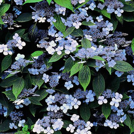 Hortensia - Hydrangea serrata 'Bluebird' - 25-30 cm pot