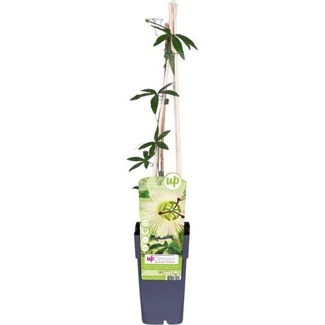 Passiflore caerulea 'Constance Elliot' - Plante grimpante à fleurs blanches - pot 15 cm - hauteur 65 cm - PANGIVO (1/5)