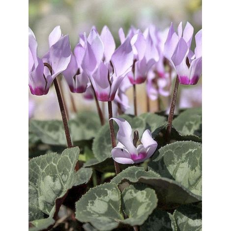 Cyclamen de Cilicie Boîte calibre 15+ (par 5) (1/2)