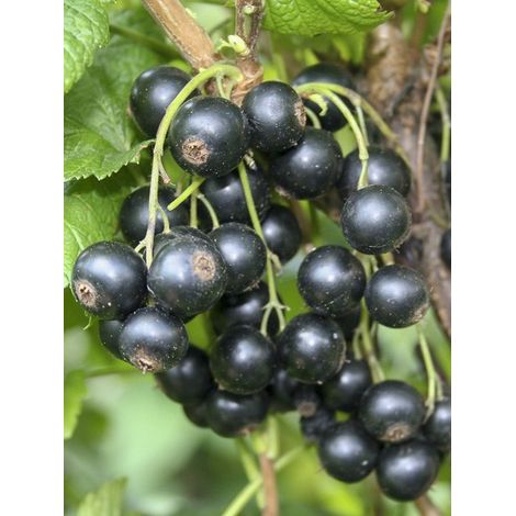 Cassissier 'Little Black Sugar' Pot de 1,5L/2L, Buisson