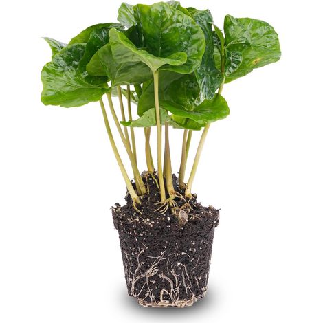 Coffea Arabica - Plante à Café Tropicale Idéale pour Terrarium et Décoration Intérieure - Pot 6 cm - PANGIVO (1/3)