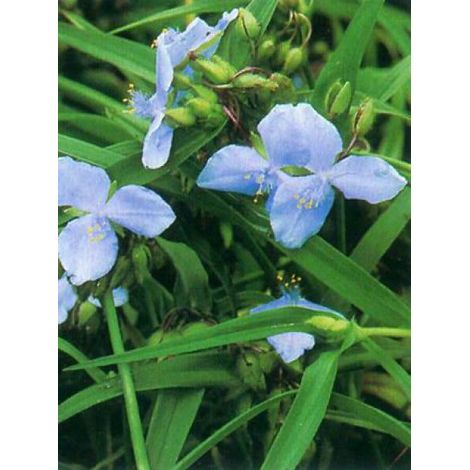 Ephémère de Virginie 'J.C. Weguelin' Godet de 8/9 cm (1/2)