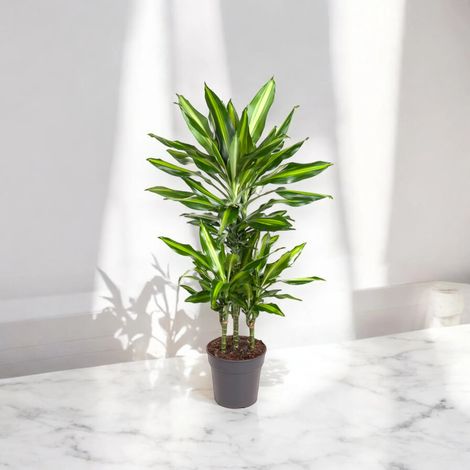 Gardenaria Dracaena fragrans 'Cintho' - Pianta da interno ornamentale - Altezza: 100 cm (vaso 19)