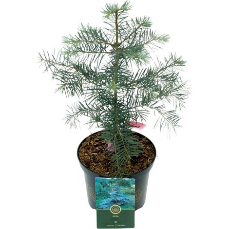 Sapin du Colorado - Abies concolor Pot 2,5L