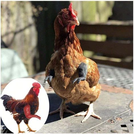 3 paires d'ornements de bras de poulet. Ornements de pattes avant de poulet. Parodie d'animal de compagnie dinosaure pour Chicken Arms (noir).