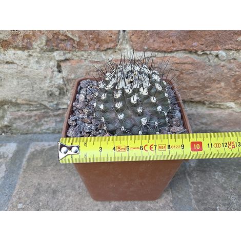 Copiapoa tenuissima 6 cm, cactus, pianta grassa