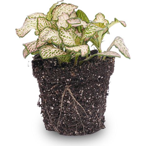 Fittonia Pink Tiger - Plante Mosaïque Tropicale Rose et Vert - Idéal Terrarium - Pot Ø 8,5 cm - PANGIVO (1/2)