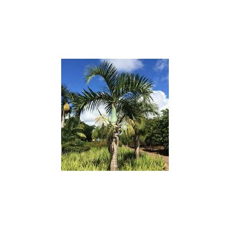 Hyophorbe verschaffeltii (Mascarena) h 2,00 m pot 35 tropical