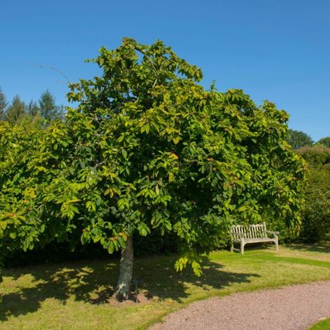 Pépinières Naudet – Néflier commun (Mespilus germanica) – Arbre fruitier rustique – Fruits uniques nèfles – Hauteur 30/50cm – Fleurs blanches printanières