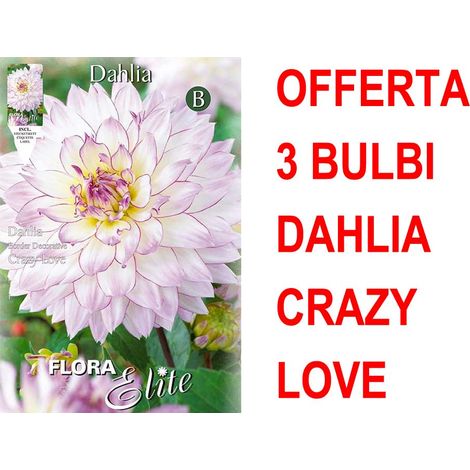 OFFERTA 3 BULBI DAHLIA DA BORDURA CRAZY LOVE