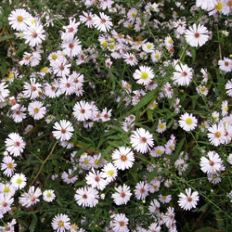 Aster d'automne ericoides/Lot de 3 godets