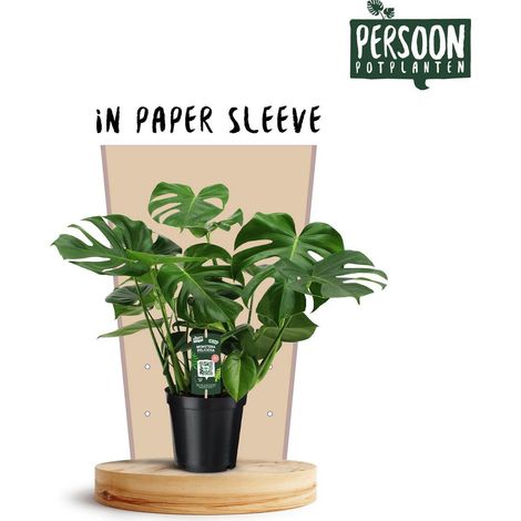 Monstera deliciosa Plante d’intérieur Feuillage tropical Pot 21 cm Hauteur env. 75 cm - PANGIVO