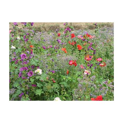 FLEURS SPECIAL OMBRE - Graines de fleurs - 10 G