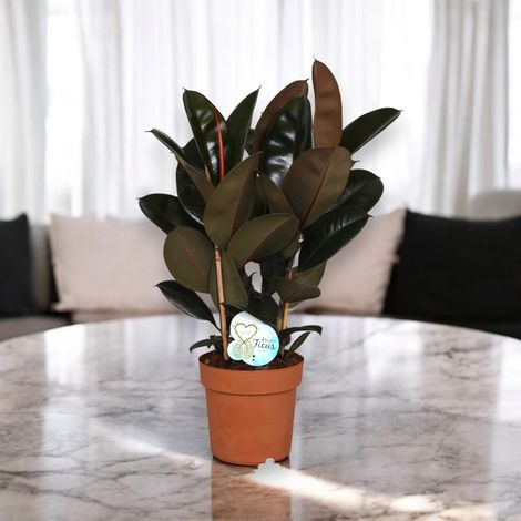 Gardenaria Ficus elastica 'Abidjan' - Pianta da interno ornamentale - Altezza: 120/150cm (vaso 22) (1/5)