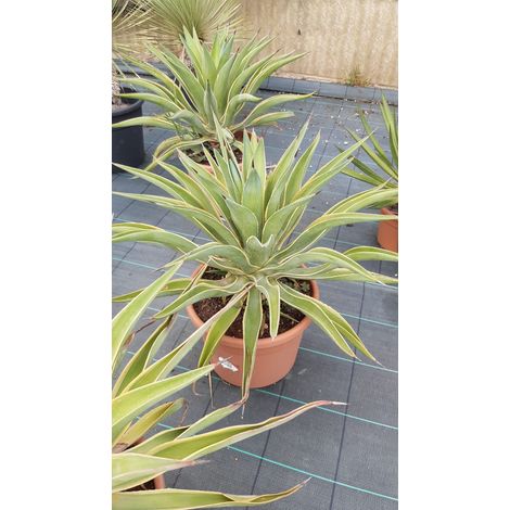 Agave Desmettiana Marginata