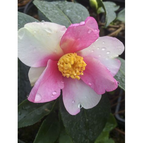 Camélia d'automne 'Yume' Pot de 4L/5L