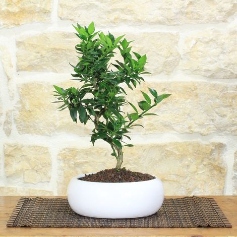 Bonsai di Agrume in ciotola bassa bassa - età 7 anni (1/4)