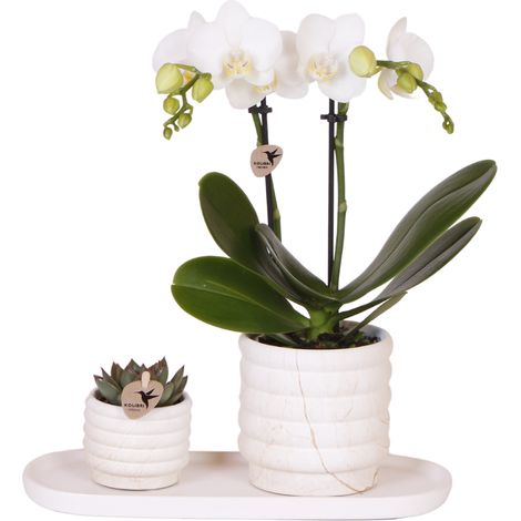 Set de plantes d'intérieur Orchidée blanche et succulente avec pots en céramique effet marbre - PANGIVO (1/4)