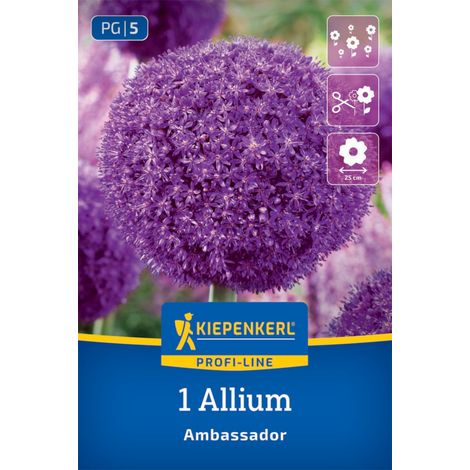 Kiepenkerl Herbstblumenzwiebel Zierlauch Allium Ambassador 1 Stück (1/2)