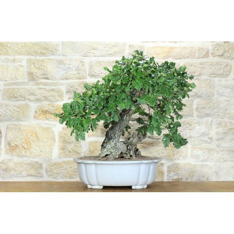 Bonsai di Quercia Roverella (55)