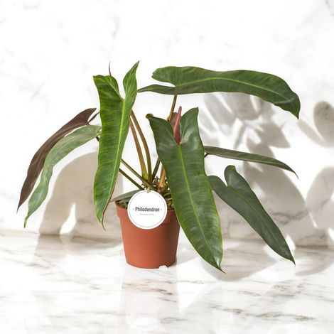 Gardenaria Philodendron atabapoense - Pianta da interno ornamentale - Altezza: 30 cm (vaso 12) (1/5)