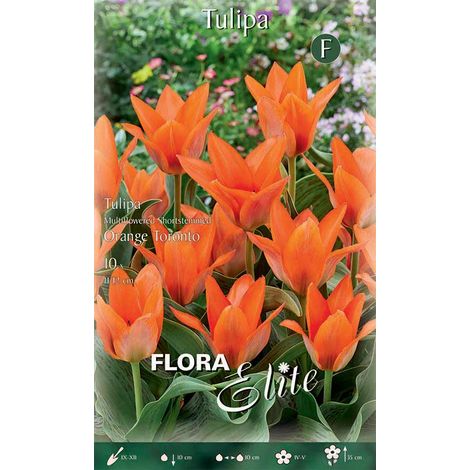 TULIPANO MULTI-FLOWERED ORANGE TORONTO CONFEZIONE DA 10 BULBI AUTUNNALI BULBS BULBES