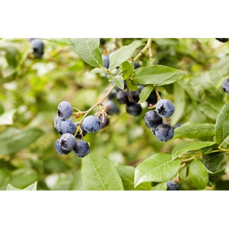 Heidelbeere 'Meader' Vaccinium corymbosum 'Meader' 2 L Topf 40- (1/5)