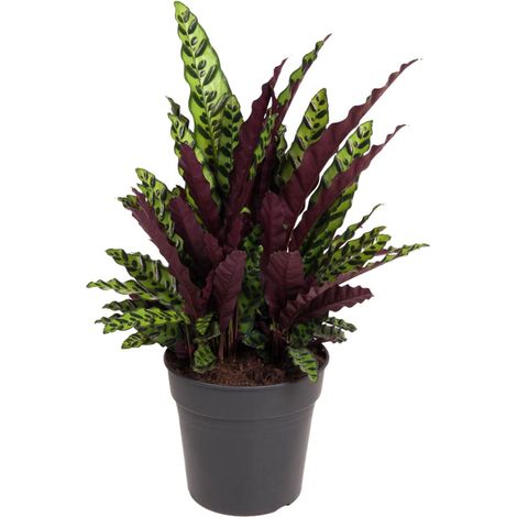 Calathea Lancifolia - Plante d'Intérieur Décorative - Plante Serpent à Sonnette - Ø27 cm - 70 cm - PANGIVO