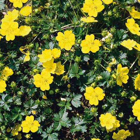 4 x Potentille vivace jaune - Potentilla aurea  - godet 9x9 cm (1/4)