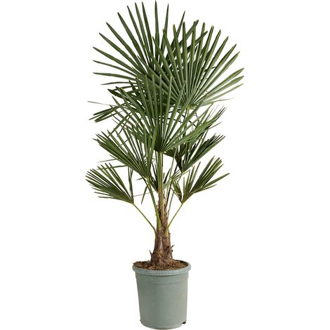 Bloomique - Trachycarpus Fortunei - Palmier éventail chinois - Palmier rustique - Plante de jardin - 120-150 cm de haut - Pot 30 cm