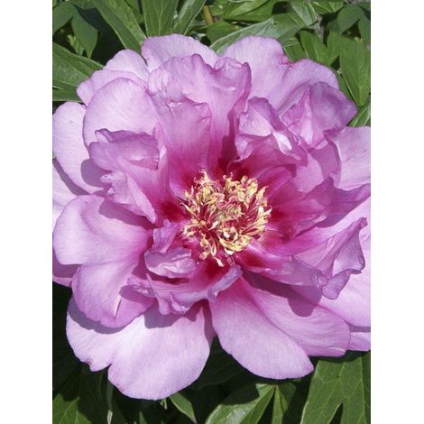 Pivoine 'First Arrival' Souche 3/5 yeux
