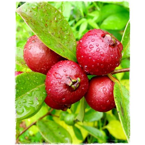 Vivaio Garden Forest – Goyavier rouge Psidium cattleianum – Arbre fruitier à feuillage persistant – Hauteur à maturité 3m – Exposition ensoleillée ou mi-ombragée
