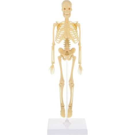 Mannequin de simulation de squelette humain à monter soi-même, jouet pour enfants-35X10.5CM
