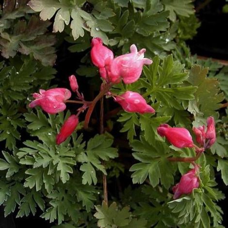 Coeur de Marie Luxuriant, Dicentra/Godet - 5/20 cm