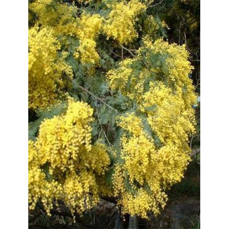 Mimosa d'hiver Pot de 4L/5L (1/2)
