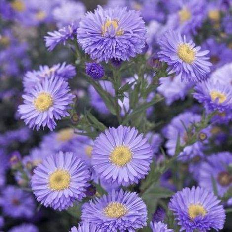 Aster grand d'automne Novi (1/3)